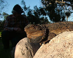 January 2004 a Bearded Dragon visited Grampians Paradise Camping and Caravan Parkland